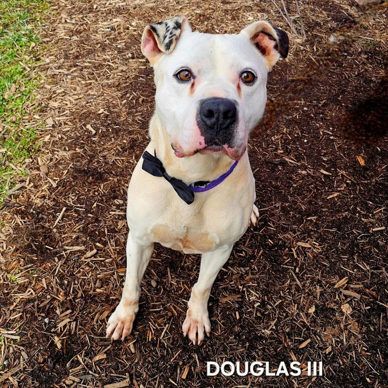 Douglas Iii