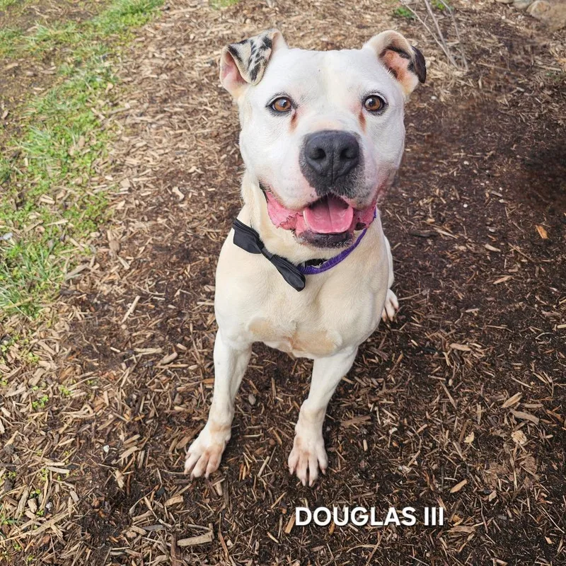 Douglas Iii thumbnail 5