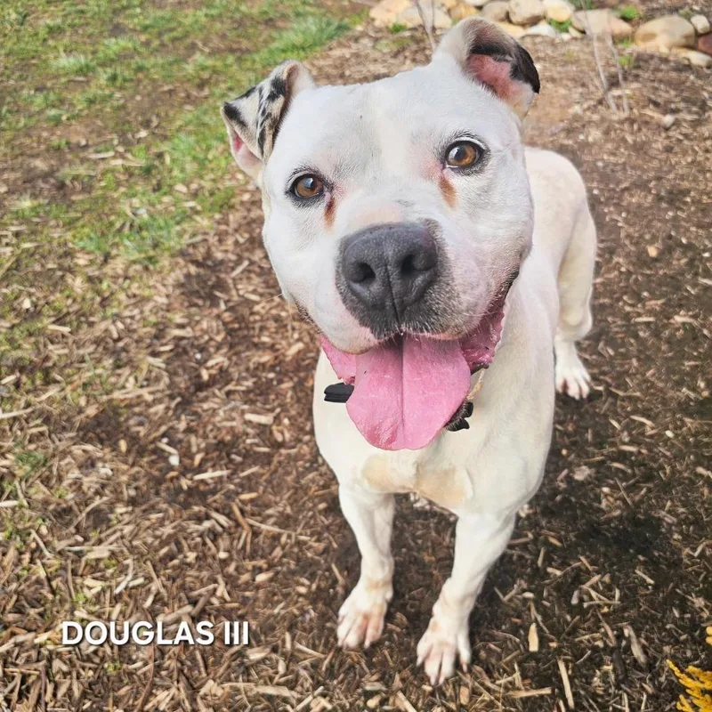 Douglas Iii thumbnail 6