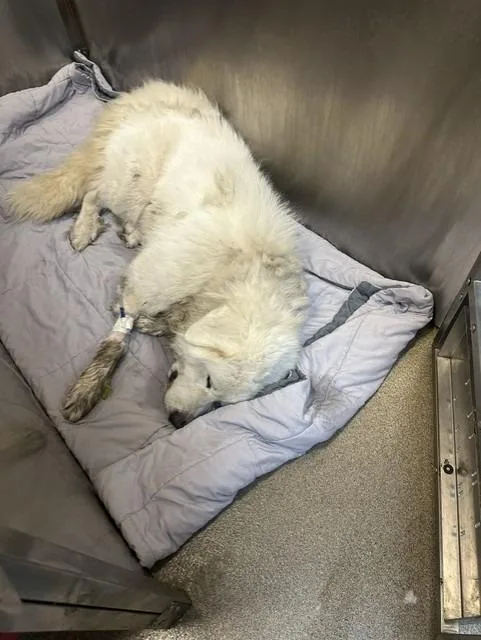 A young extra large-sized male Mixed Breed dog named LaZBoy for adoption in Rome, GA