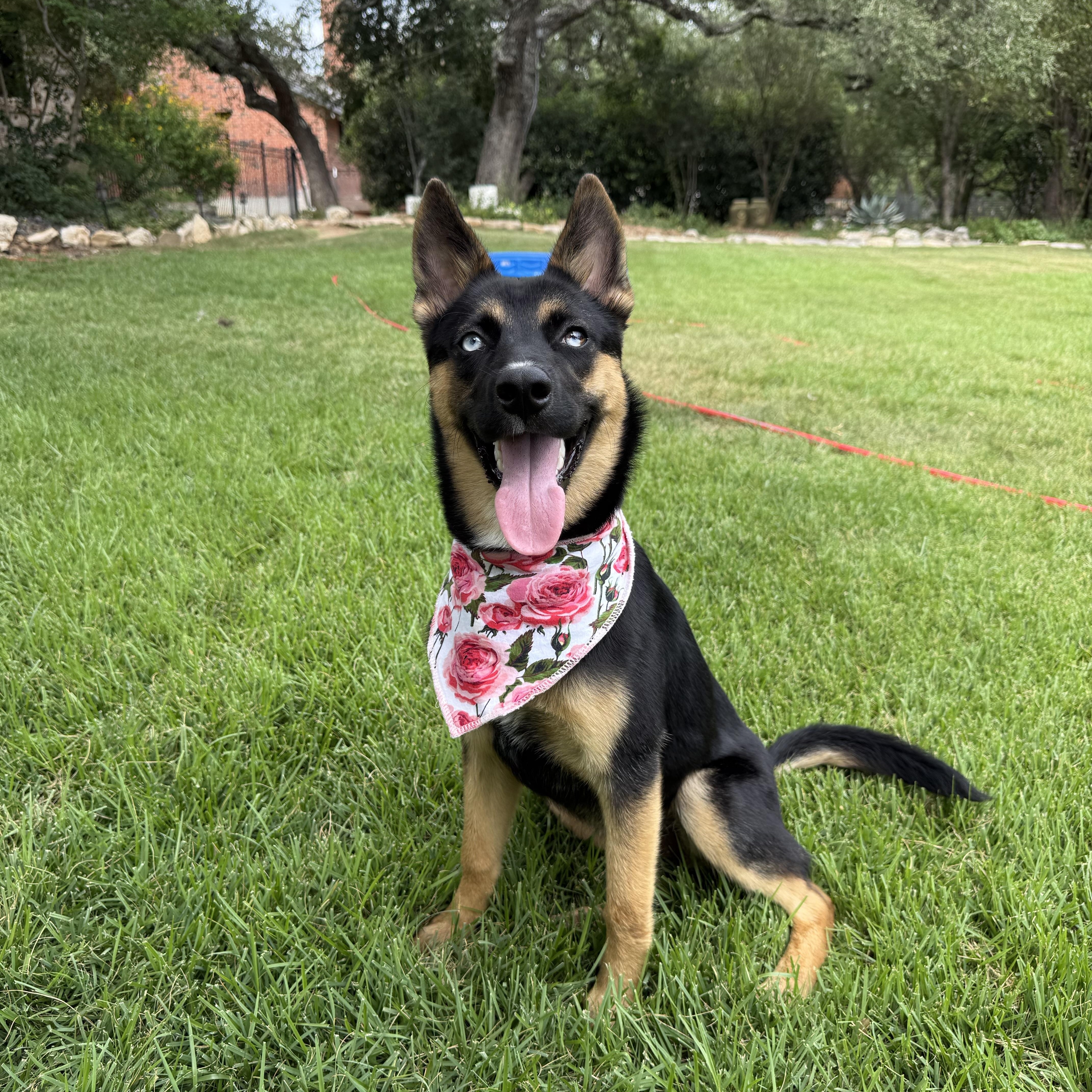 A baby medium-sized female Black German Shepherd Dog dog named Liberty for adoption in San Antonio, TX