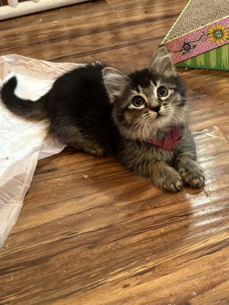 A baby small-sized female Tabby cat named Brooke for adoption in Pinole, CA