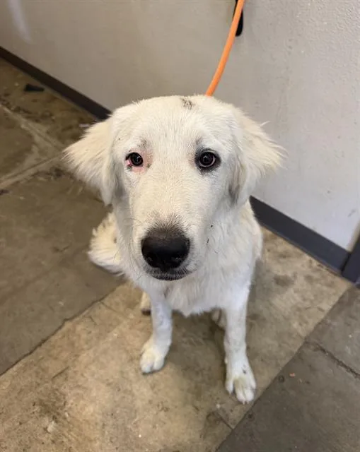 A young large-sized male Great Pyrenees dog named Sinatra for adoption in Ontario, CA