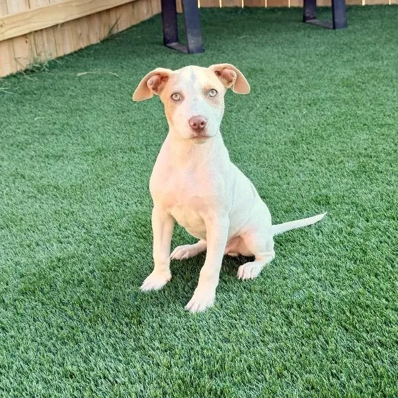A baby medium-sized male Terrier dog named Carl for adoption in La Grange, KY