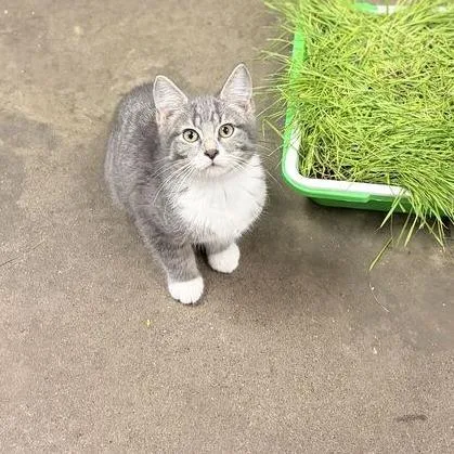 A baby small-sized male Gray / Blue / Silver Domestic Short Hair cat named Ivana Clawyu for adoption in Davenport, IA