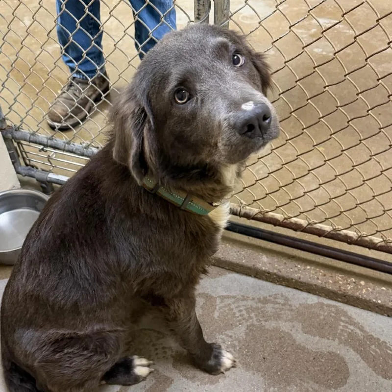A young medium-sized female Gray / Blue / Silver Mixed Breed dog named Sable for adoption in Palestine, TX