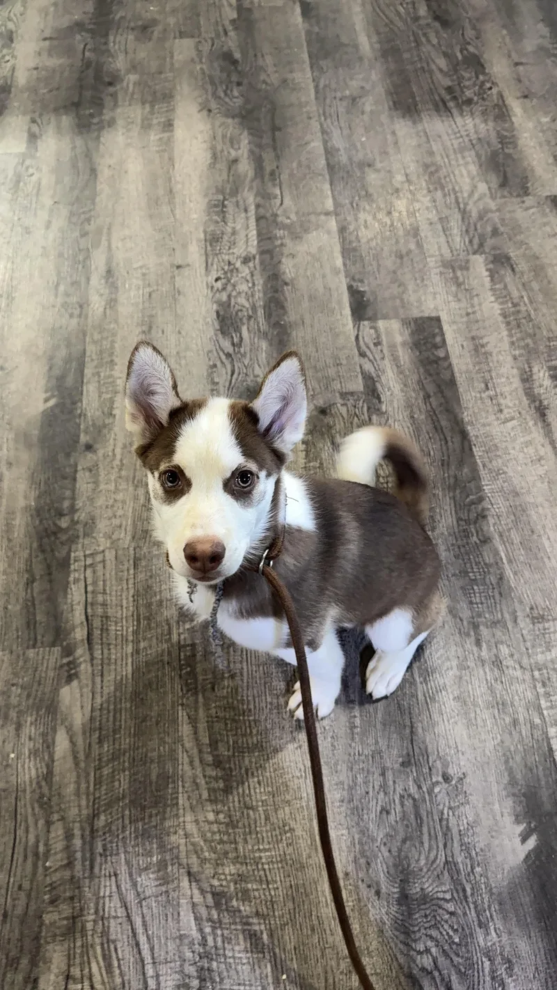 A baby medium-sized female Husky dog named Willow for adoption in Alma, MI
