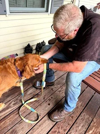 An adult medium-sized female Red / Chestnut / Orange Golden Retriever dog named Riley for adoption in Bedford Hills, NY