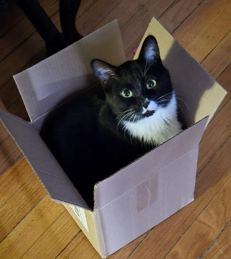 An adult medium-sized male Domestic Short Hair cat named Oreo for adoption in Homer Glen, IL