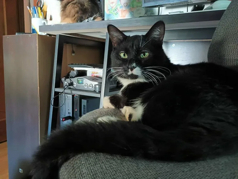 Oreo thumbnail 3