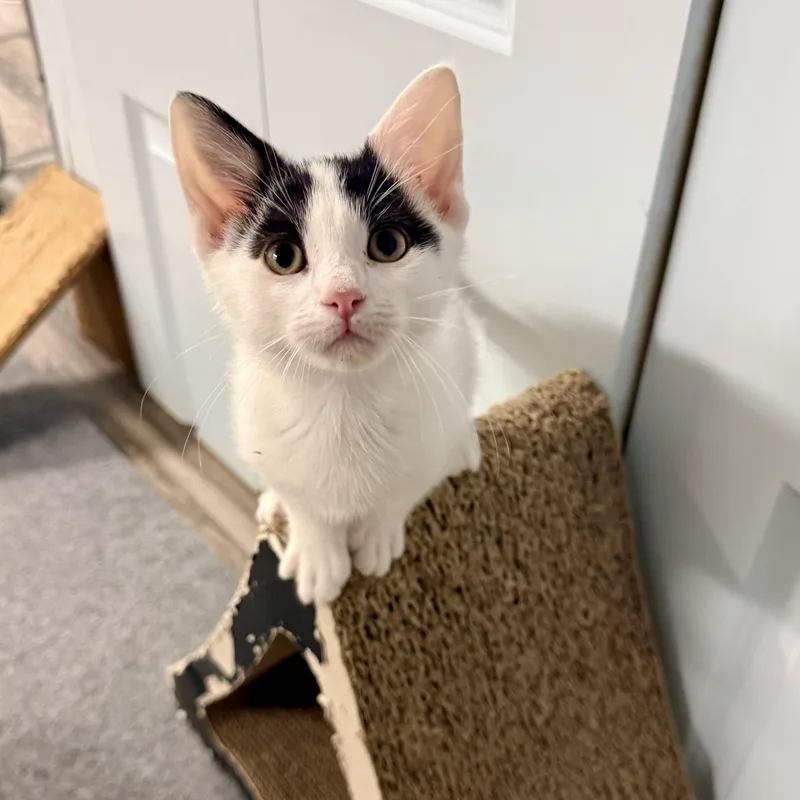 A baby medium-sized male White Domestic Short Hair cat named Spud for adoption in Chicago, IL
