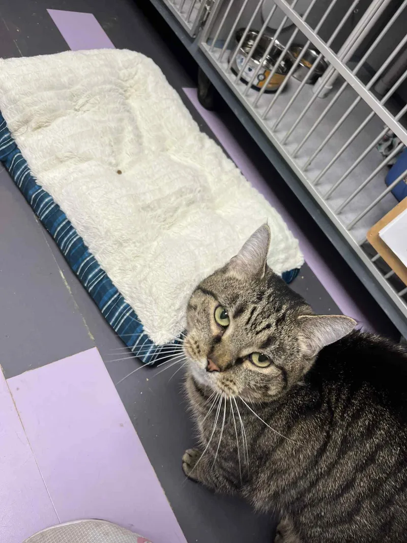 An adult medium-sized male Domestic Short Hair cat named Phoenix for adoption in Cedar Rapids, IA