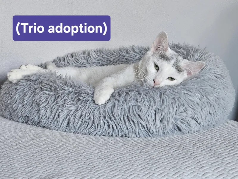 A young medium-sized female Domestic Short Hair cat named Gus Powder for adoption in New York, NY