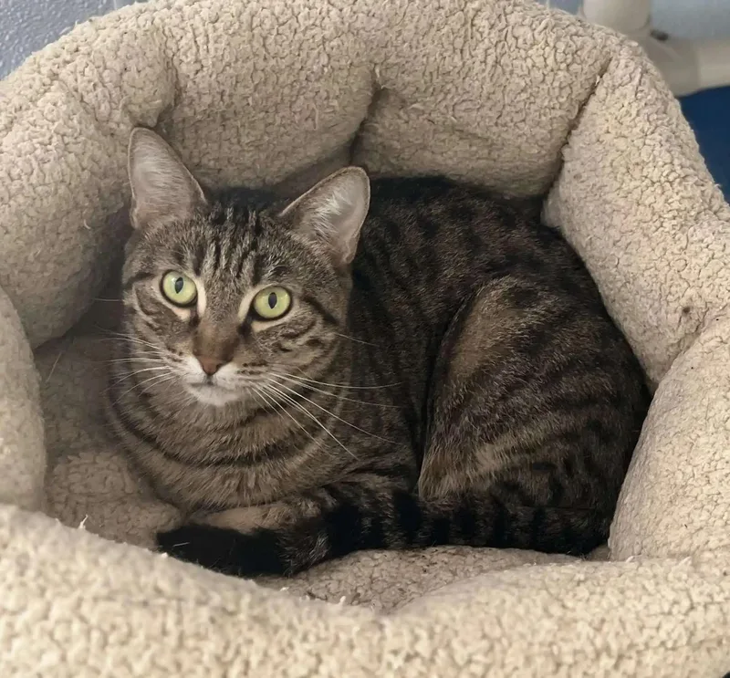 Cleopatra thumbnail 2