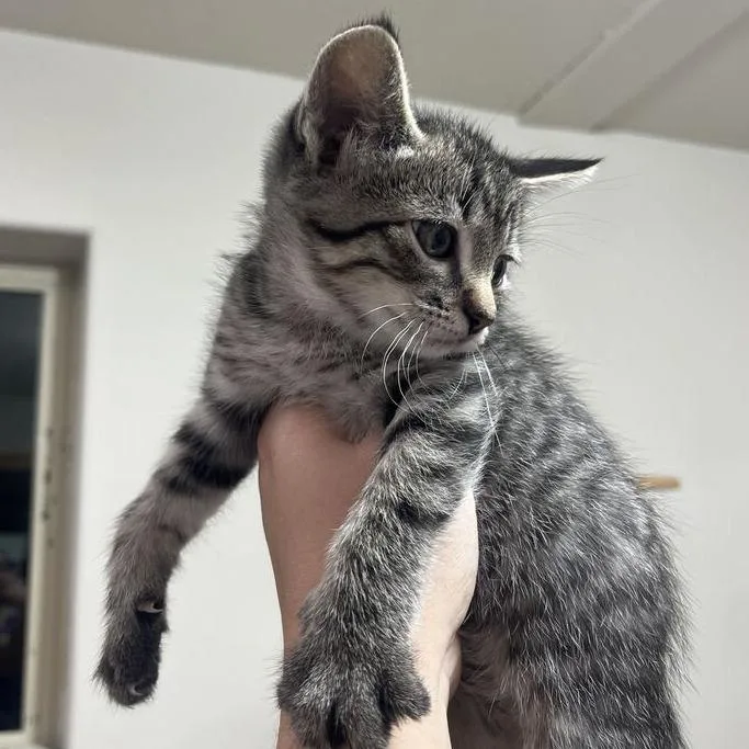 A baby small-sized male Domestic Short Hair cat named Critter for adoption in Driggs, ID