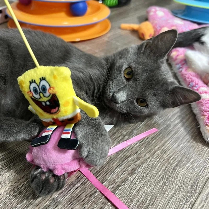 A baby small-sized female Domestic Short Hair cat named Effie for adoption in Cumming, GA