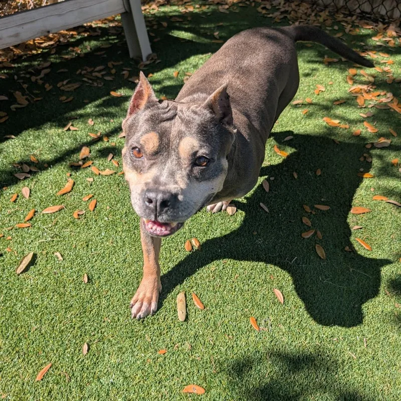 An adult medium-sized female Brown / Chocolate English Bulldog dog named Olive for adoption in Lakeland, FL