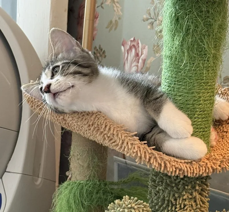 A baby small-sized male Gray & White Domestic Short Hair cat named Bree for adoption in Chicago, IL