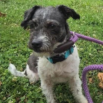 An adult small-sized female Mixed Breed dog named Antonia for adoption in Philadelphia, PA