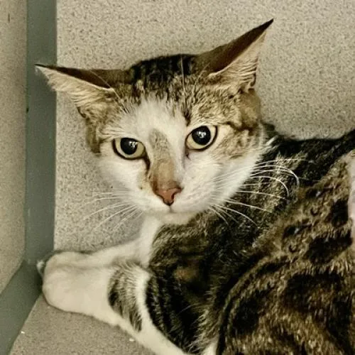 A senior medium-sized female Brown / Chocolate Domestic Short Hair cat named Glady for adoption in Port Charlotte, FL