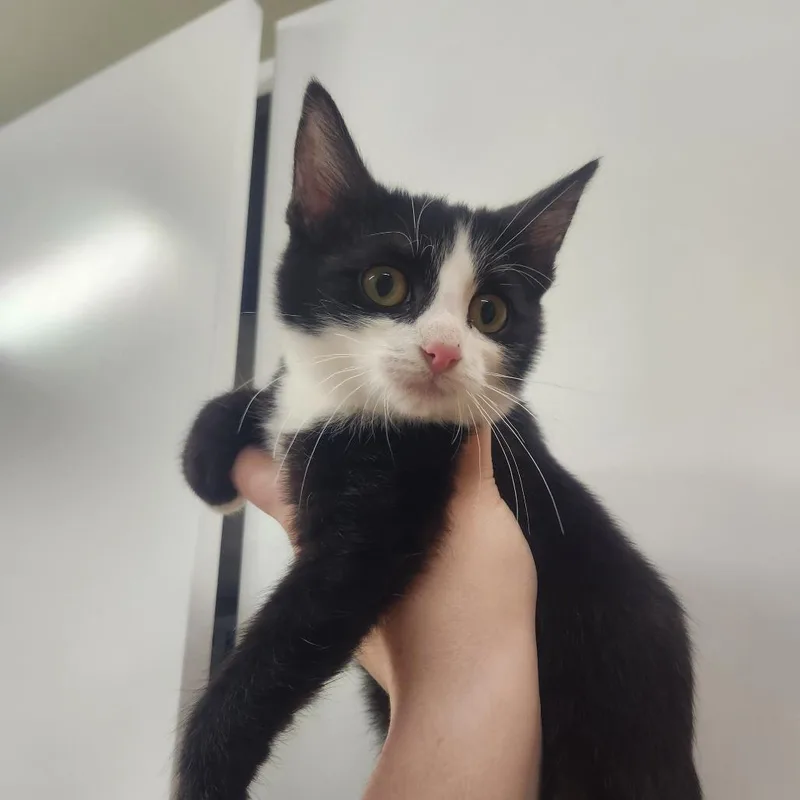 A baby small-sized male Black Domestic Short Hair cat named Professor Utonium for adoption in Pullman, WA