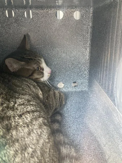A young medium-sized male Domestic Short Hair cat named Antony for adoption in Dallas, TX
