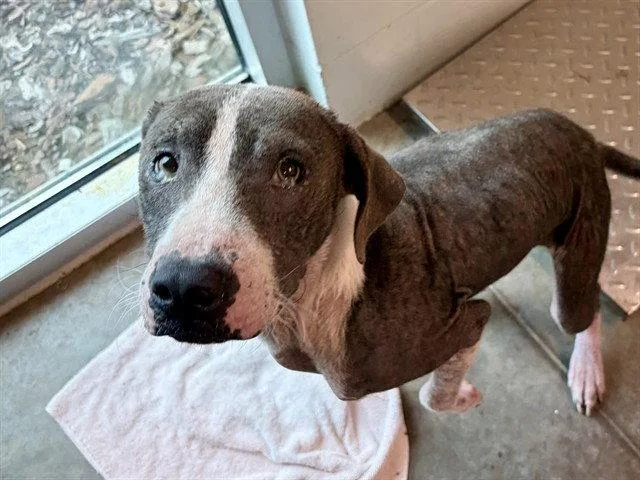 A young large-sized male American Staffordshire Terrier dog named Virgil for adoption in Tavares, FL