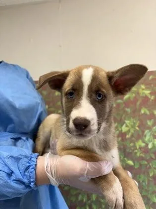 A young small-sized male Shepherd dog named Psyduck for adoption in San Antonio, TX
