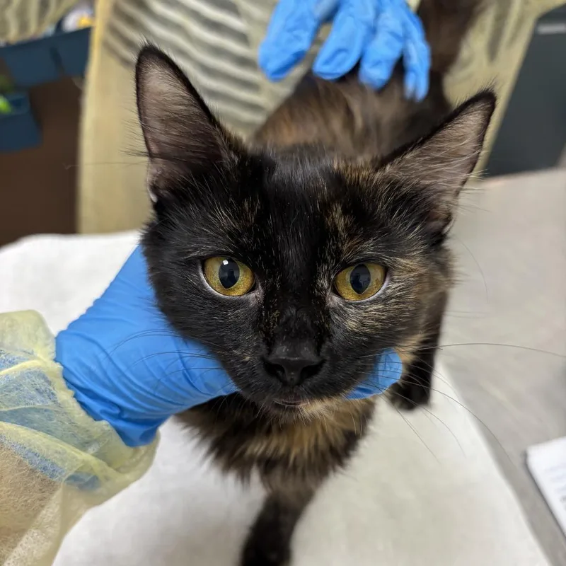 A young medium-sized female Domestic Medium Hair cat named Witch for adoption in Evanston, IL