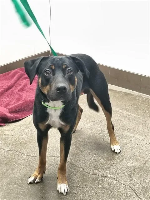 A young medium-sized male Rottweiler dog named Taniel for adoption in Tucson, AZ
