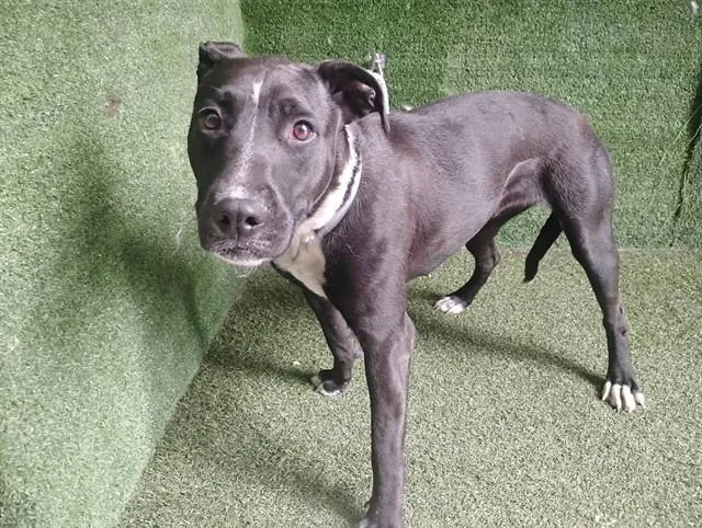A young medium-sized female Pit Bull Terrier dog named Beth for adoption in Lancaster, CA