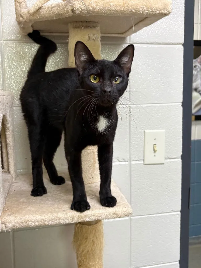 A young large-sized male Domestic Short Hair cat named C Shadowfax for adoption in Tifton, GA