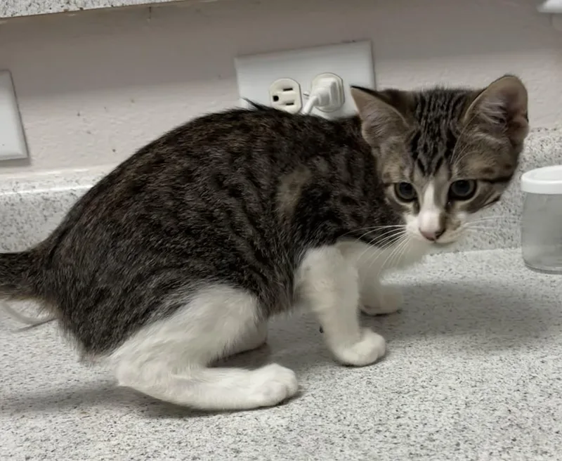 A baby medium-sized male Tabby (Brown / Chocolate) Domestic Short Hair cat named Johhny for adoption in Schertz, TX