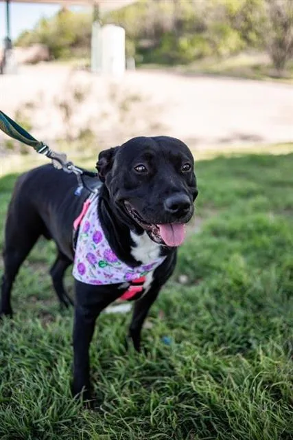 An adult large-sized female Mixed Breed dog named Dominique for adoption in Dallas, TX