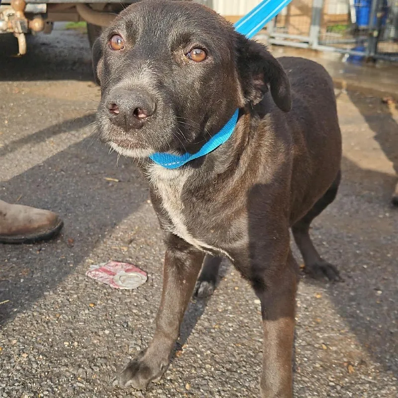 A young medium-sized female Black Labrador Retriever dog named Queenie for adoption in Austin, TX