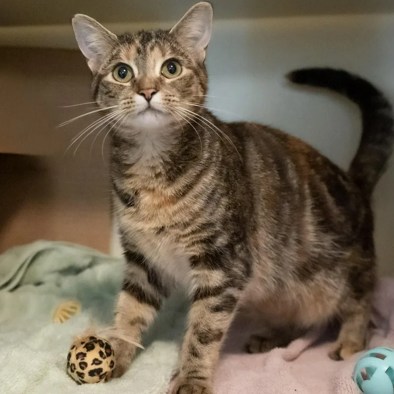A young medium-sized female Torbie Domestic Short Hair cat named Gucci for adoption in Victor, NY