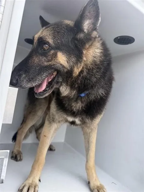 Gordo