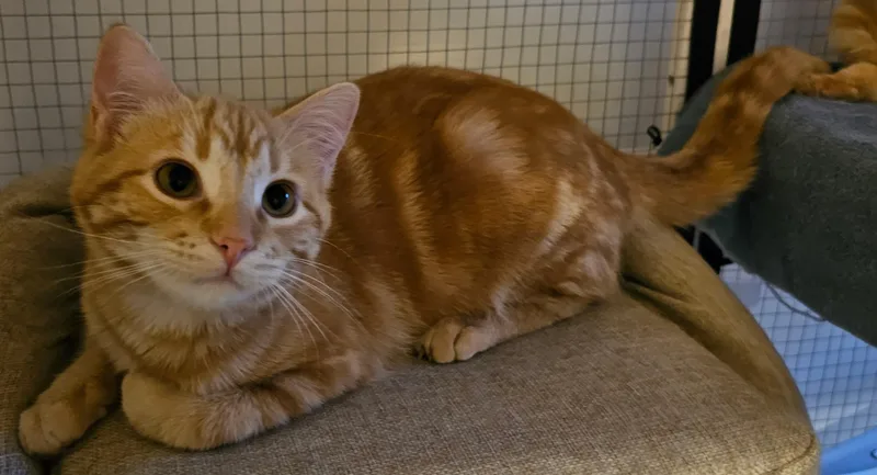 A young medium-sized female Tabby (Orange / Red) Domestic Short Hair cat named Anya for adoption in Milwaukee, WI