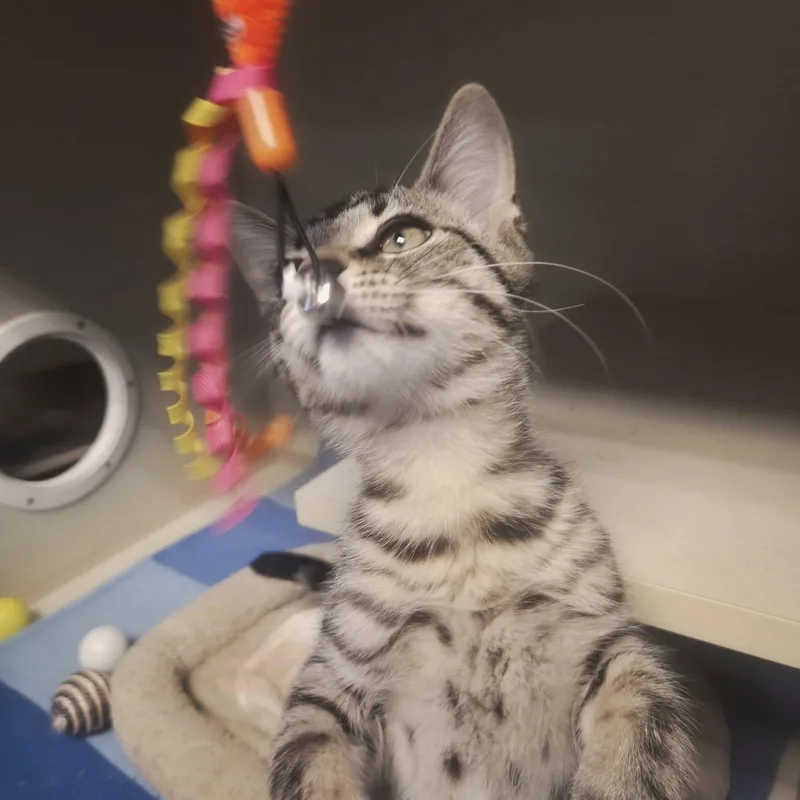 A baby medium-sized male Tabby (Gray / Blue / Silver) Domestic Short Hair cat named Mario And Luigi for adoption in Cornelius, NC