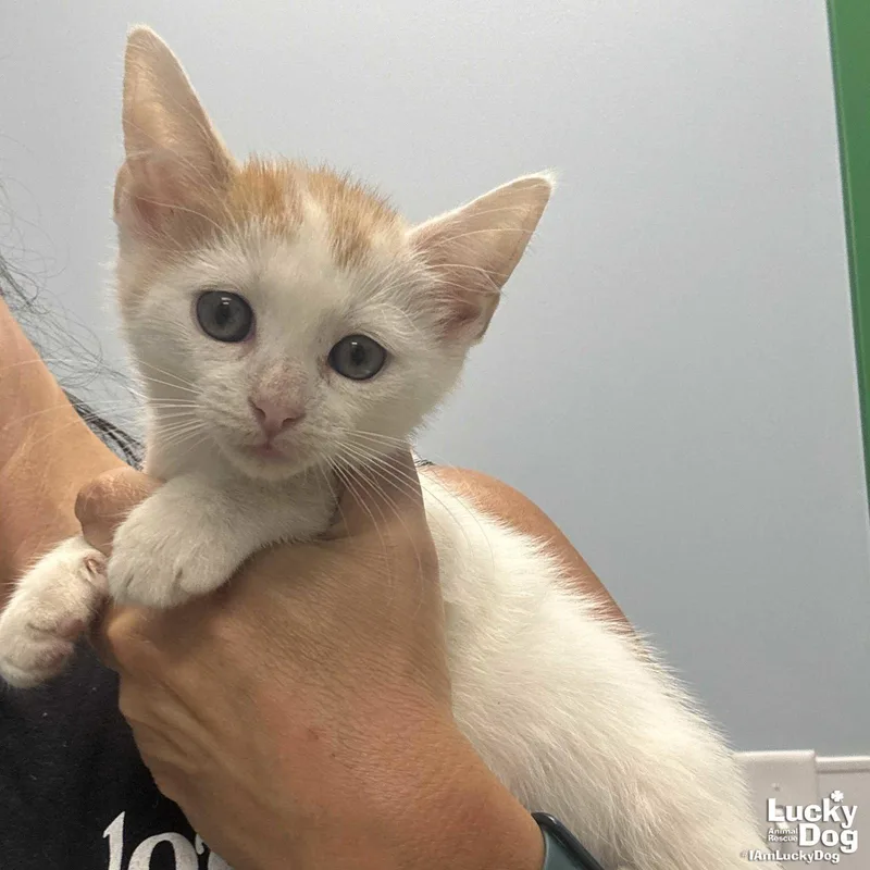 A baby medium-sized male Orange & White Domestic Short Hair cat named Atlas for adoption in Washington, DC