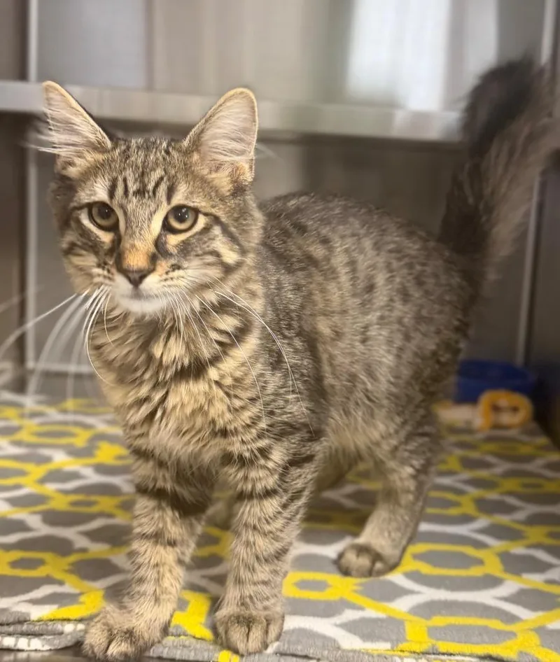 A baby small-sized male Tabby (Brown / Chocolate) Domestic Long Hair cat named Mekhi for adoption in Columbus, NE