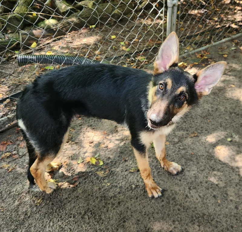 A baby large-sized female Black German Shepherd Dog dog named Rya for adoption in Liberty Center, OH