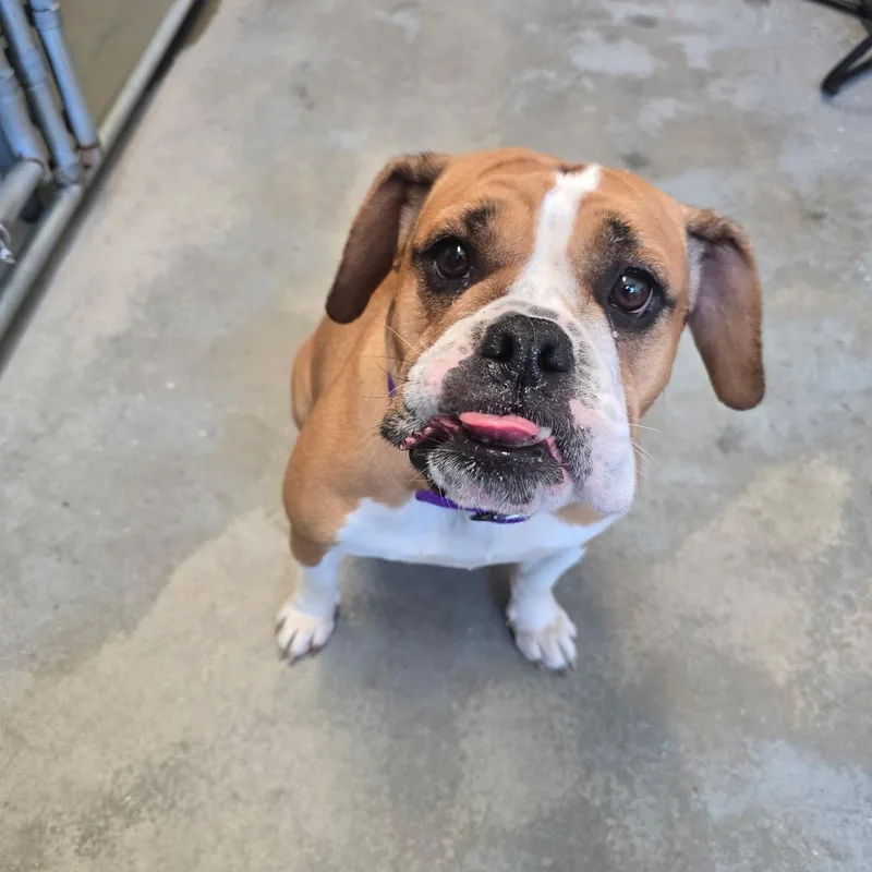 An adult medium-sized female Golden Bulldog dog named Maddie for adoption in Saint Marys, PA