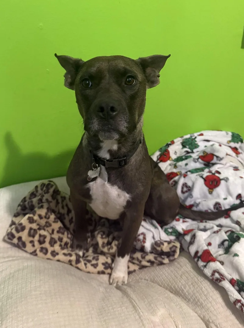 An adult medium-sized female Pit Bull Terrier dog named Juniper for adoption in Calhoun, GA