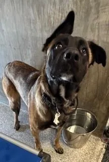 A young large-sized male Belgian Shepherd / Malinois dog named Riley for adoption in Lodi, CA