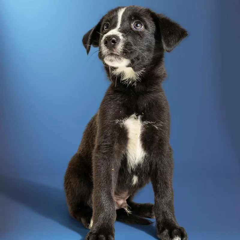 A baby large-sized male Tricolor (Brown, Black, & White) Husky dog named Aad Upcoming Arrival! Prince for adoption in Armonk, NY