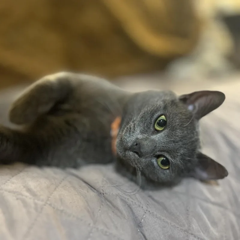 A young small-sized male Gray / Blue / Silver Domestic Short Hair cat named Oscar for adoption in Philadelphia, PA