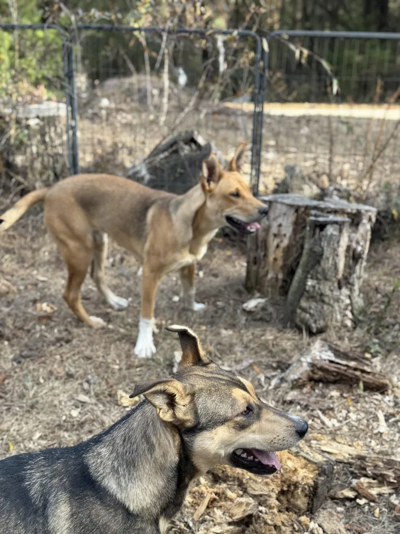 Madam Sideeye Snitchington thumbnail 2