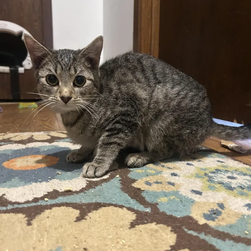 The Alchemy thumbnail 2