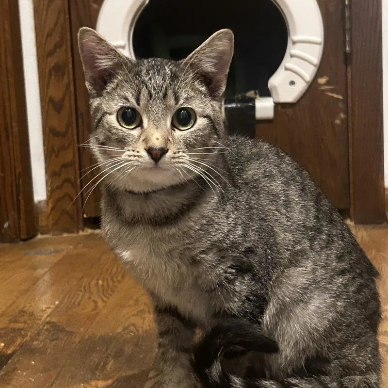 The Alchemy thumbnail 3